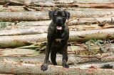 CANE CORSO 991